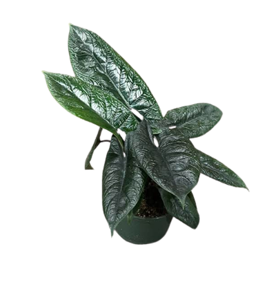 Scalprum
